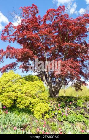 Red Acer palmatum tree Japanese Maple Tree Spring Foliage,Red Acer palmatum 'Fireglow' Green Acer palmatum 'Dissectum Viridis' Springtime Garden Stock Photo