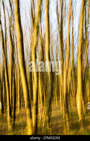 Intentional Camera Movement of a local woodland with the trees bathed in golden evening sunlight. Stock Photo