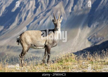 Alpine Ibex (Capra ibex) standing on ridge in front of valley, Nufenenpass, Switzerland Stock Photo