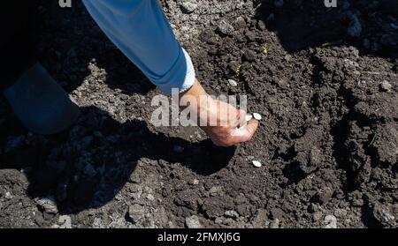 Young adult woman hand planting pumpkin seeds in fresh dark soil.selective focus Stock Photo