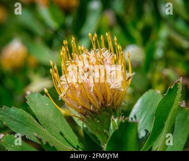 Closeup of a Pincushion (Leucospermum Veldfire) flower. Stock Photo