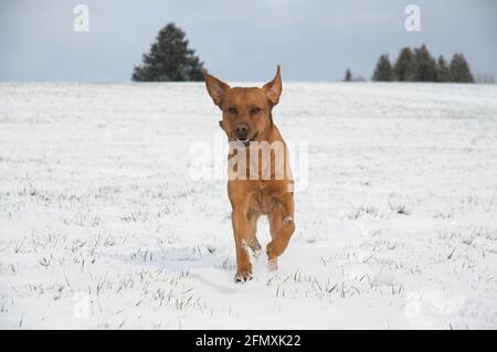 Joyful red brown fox Labrador retriever dog running in the snow Stock Photo