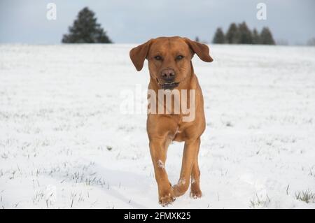 Joyful red brown fox Labrador retriever dog running in the snow Stock Photo