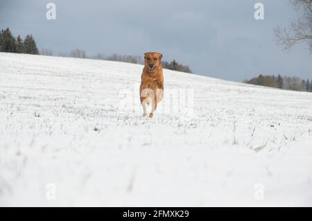 Joyful red brown fox Labrador retriever dog running in the snow Stock Photo
