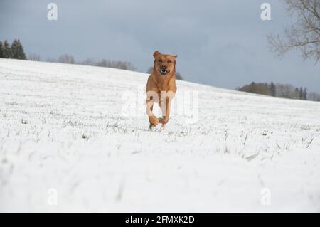 Joyful red brown fox Labrador retriever dog running in the snow Stock Photo