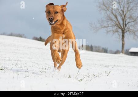 Joyful red brown fox Labrador retriever dog running in the snow Stock Photo