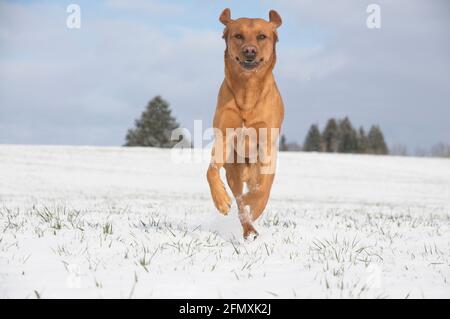 Joyful red brown fox Labrador retriever dog running in the snow Stock Photo