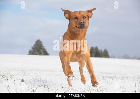 Joyful red brown fox Labrador retriever dog running in the snow. He's running towards, and looking directly at, the camera. The background is a n open. Stock Photo