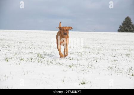 Joyful red brown fox Labrador retriever dog running in the snow Stock Photo