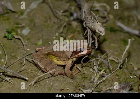 agile frog, rana dalmatina in a riverside forest near the danube river in austria Stock Photo