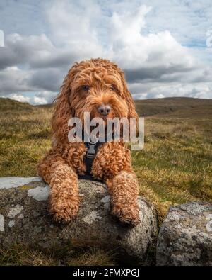 A young cockapoo dog lying attentive on a rock in the Campsie Fells with a cloudy sky Stock Photo