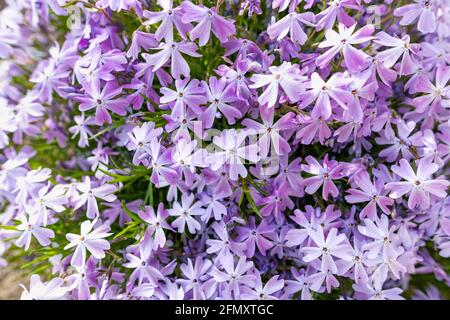 Purple creeping phlox. Blooming phlox in spring garden, top view close up. Rockery with small pretty violet phlox flowers, nature background. Stock Photo