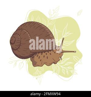Grape cochlea detailed colorful sketch. Realistic Slug with radial shell on green background with leaves. Engraved animal for label, logo, cosmetic cream Stock Vector