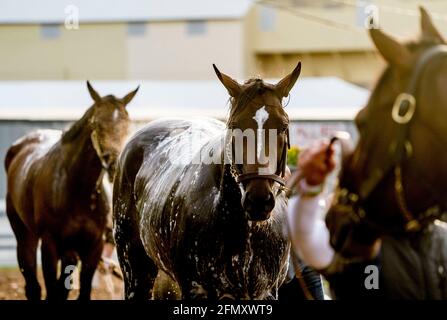 Baltimore, MD, USA. 28th Mar, 2017. May 12, 2021: Midnight Bourbon gets a bath after exercising as Preakness Stakes hopefuls train at Pimlico Race Course in Baltimore, Maryland. Scott Serio//Eclipse Sportswire/CSM/Alamy Live News Stock Photo