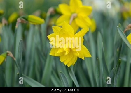 Daffodil (Narcissus) variety Golden Ducat blooms in a garden. Close up. Stock Photo