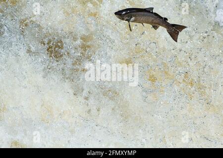 Atlantic Salmon Salmo salar attempting to get to breeding streams by leaping the Falls of shin, Lairg Stock Photo
