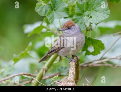 Blackcap (Sylvia atricapilla) female on branch in undergrowth scrub Stock Photo