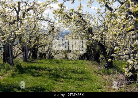 WA20225-00......WASHINGTON -Apple orchard blooming in Dryden along the Wenatchee River Valley. Stock Photo