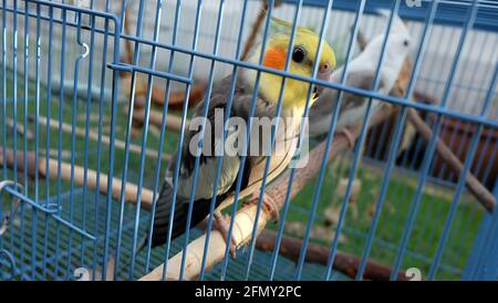 A gray cockatiel and a white faced pied cockatiel standing behind metal bars, inside a cage. Stock Photo