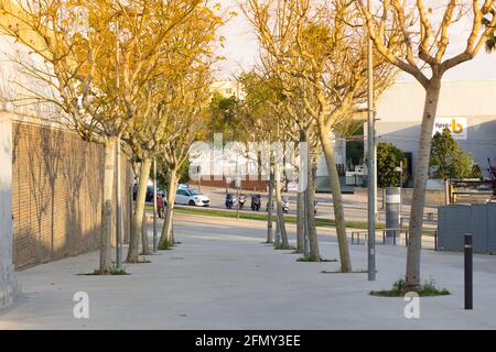 Urban promenade with trees on the sides; tree-lined promenade in the center of the city. Trees in the city on pedestrian street. Stock Photo