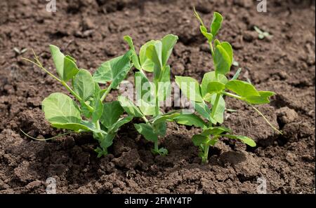 Green pea sprouts germinating in organic garden soil Stock Photo