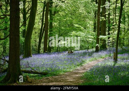 Bluebells in woodland in springtime. Sunlight dappled through branches and vibrant green new leaves. Bluebells carpet the woods floor.