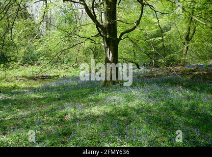 Bluebells in woodland in springtime. Sunlight dappled through branches and vibrant green new leaves. Bluebells carpet the woods floor. Stock Photo