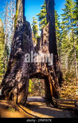 Dead Giant in Yosemite National Park, California Stock Photo