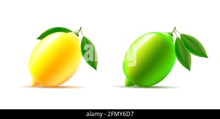 Lime and lemon vector 3d illustration with leaves, whole sour fruit, isolated modern Stock Vector