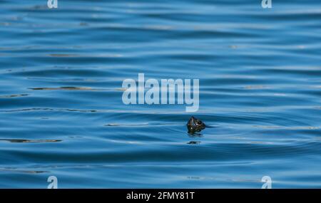 A western pond turtle (Clemmys marmorata) pokes its head above the water in Haskell Creek in Sepulveda Basin Wildlife Reserve, Woodley, California Stock Photo