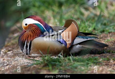 London, UK. 12th May, 2021. Mandarin Duck (Male) Credit: Andrew Fosker/Alamy Live News Stock Photo