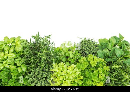 Fresh herbs. Basil, rosemary, thyme, mint, parsley on white background Stock Photo