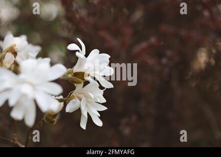 Beautiful White Petal of Star Magnolia during Early Spring in the Garden. White Blooming Flower called Magnolia Stellata. Stock Photo