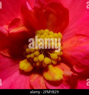 A macro of a begonia flower Stock Photo