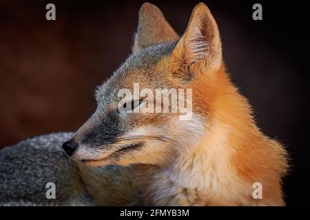 Swift Fox (Vulpes velox) in the Oklahoma City Zoo. Stock Photo