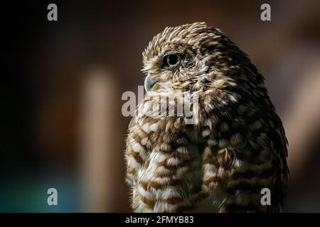Burrowing Owl (Athene cunicularia) portrait Stock Photo