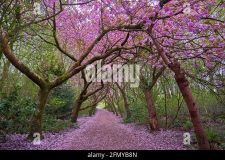 a row of Cherry Blossom tress in Heaton Park in Greater Manchester Stock Photo