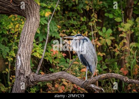 A Great Blue Heron (Ardea herodias) perched in a tree Stock Photo