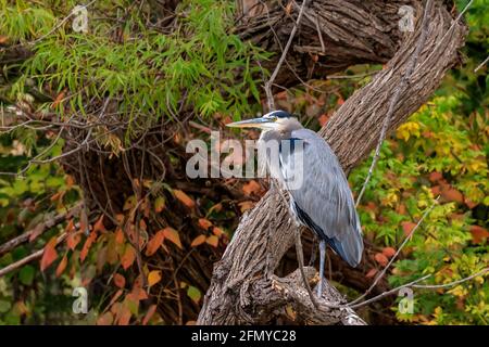 A Great Blue Heron (Ardea herodias) perched in a tree Stock Photo
