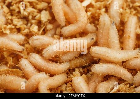 Many white blowfly larvae close-up as bait for fishing and medicine