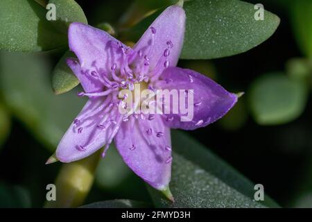 Wild purple flower macrophoto close up (Sesuvium portulacastrum) top view of a sprawling perennial herb commonly known as shoreline purslane or 'sea p Stock Photo