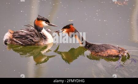 Haltern am See, NRW, Germany. 12th May, 2021. Three cute little great crested grebe chicks (Podiceps cristatus), still with their distinctive black and white striped heads and bright red heart-shaped dot on their forehead, hitch a cozy ride on their mother's back whilst the male continually delivers fish for dinner. Credit: Imageplotter/Alamy Live News Stock Photo