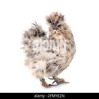 splash Silkie in front of white background Stock Photo