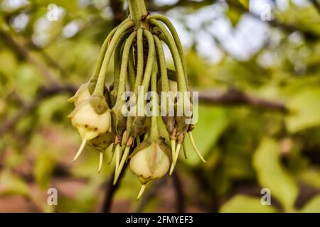 Mahua Madhuca Longifolia Tree And Flowers in trees looking beautiful. Stock Photo