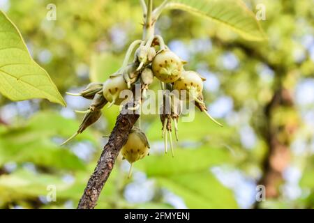 Mahua Madhuca Longifolia Tree And Flowers in trees looking beautiful. Stock Photo