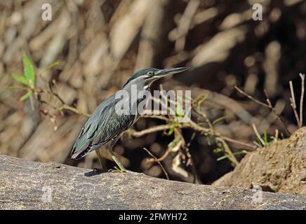 Green-backed Heron (Butorides striata javanicus) adult standing on fallen tree Taman Negara NP, Malaysia            February Stock Photo