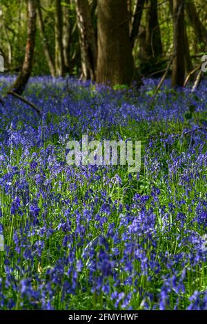 A stunningly beautiful sea of Bluebells in woodland at Trosley Country Park, in the village of Vigo, near Gravesend in Kent, UK.