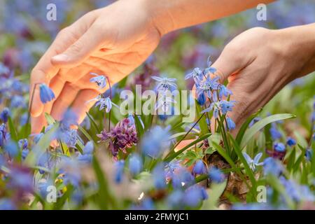 Hands picking magic light shining from blooming lawn with pretty blue Scilla bifolia squill and purple Corydalis cava in wild sunny forest. Spring flo Stock Photo