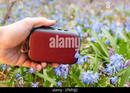 Hand holding red portable audio speaker in wild nature close-up. Blooming wild spring lawn blue squill flowers background. Take music with you outdoor Stock Photo
