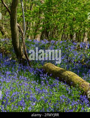A stunningly beautiful sea of Bluebells in woodland at Trosley Country Park, in the village of Vigo, near Gravesend in Kent, UK.